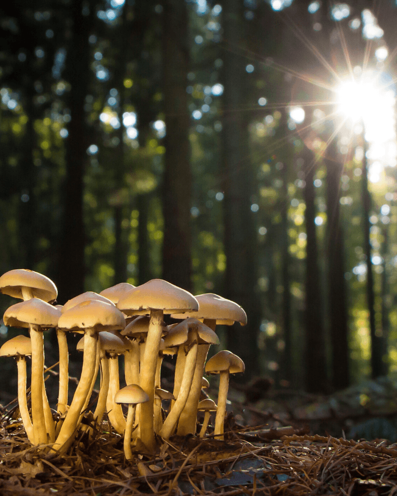 mushrooms-in-my-wines-compressor-1.png